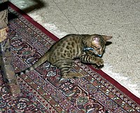 Lancelot's first week.  